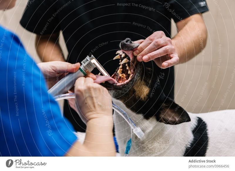 Tierärzte untersuchen den Hund in der Klinik Veterinär Arzt medizinisch Haustier Krankenhaus Tierarzt Gerät Zähne Mund Mund geöffnet Spezialist Medizin