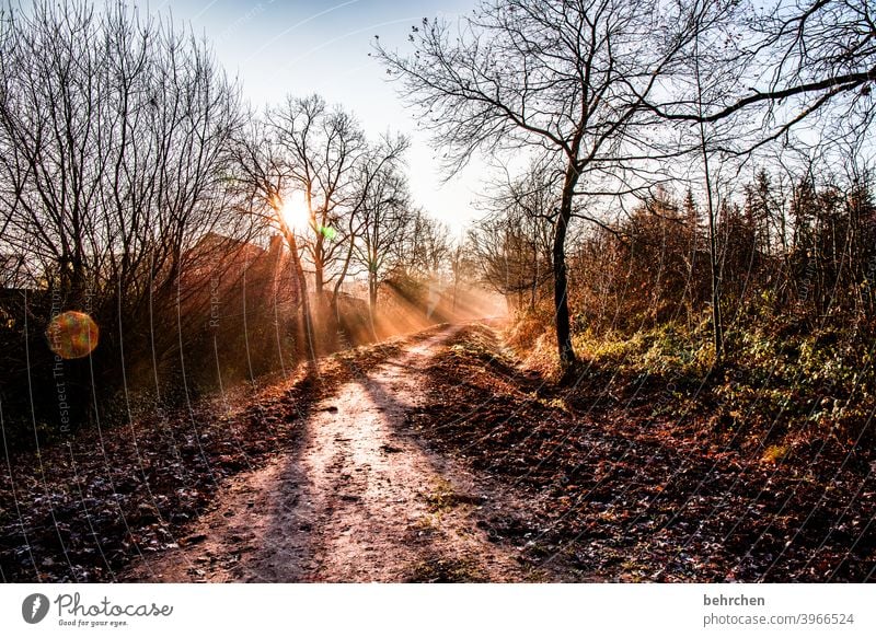 morgenstund hat gold im mund Herbstlandschaft Blätter Herbstwetter fallende Blätter Sonnenlicht Kontrast Licht Außenaufnahme Farbfoto Fußweg schön fantastisch