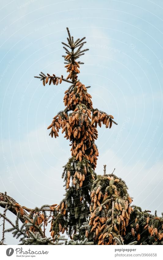 Tannenzapfen an einem Baum Zapfen Farbfoto Natur Außenaufnahme Herbst braun Wald Umwelt Pflanze Menschenleer Tannenzweig Tannennadel Tannenbaum Tannenzweige