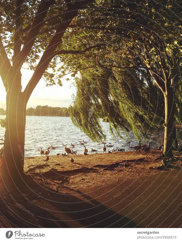 Wenn der Wind am Gründonnerstag durch die Trauerweide weht. Sommer sommerlich Sonnenuntergang Gans Außenaufnahme Farbfoto Natur Sonnenlicht Schönes Wetter