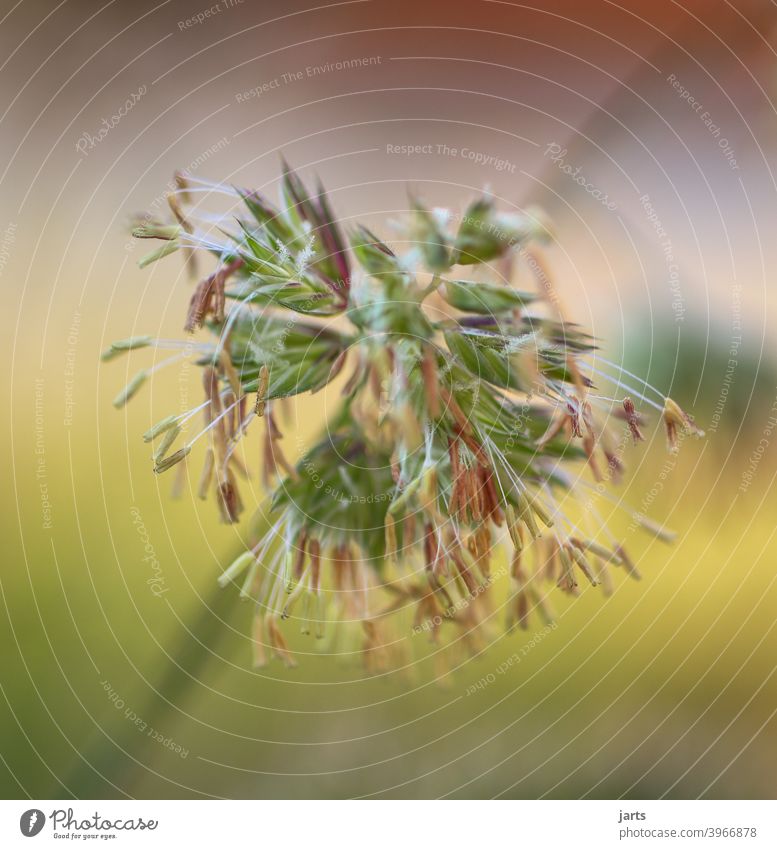 Gras Samen Wiese Grassamen Sommer blühen grün Blume Garten Blühend sommerlich Farbfoto