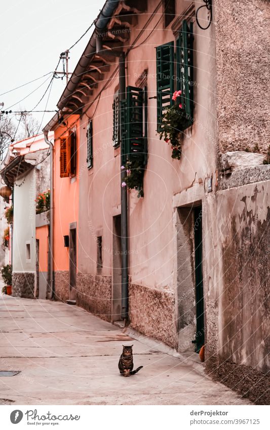 Katze in einer Gasse eines Dorfes in Istrien entspannung ästhetisch Küste Adria Insel Starke Tiefenschärfe Farbfoto Außenaufnahme Urlaubsort Altstadt