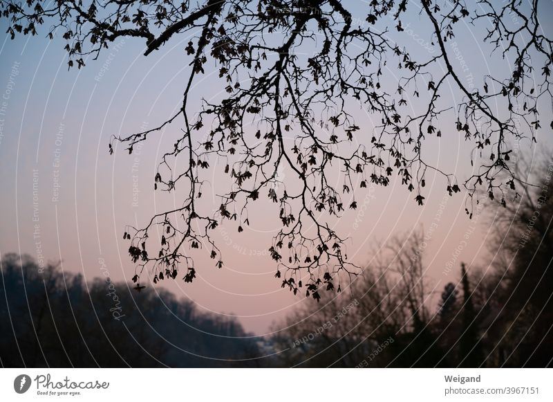 Ast eines Baumes im Morgenlicht Morgendämmerung traurig Trauer Abend Abenddämmerung rosa Zweige ast Äste Depression Ruhe Meditation früh Winter