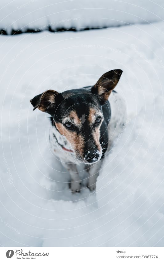 Jack Russel Terrier steht auf den Hinterbeinen Jack-Russell-Terrier jack russell männchen machen Hund Tier Haustier weiß 1 braun klein niedlich Reinrassig Blick