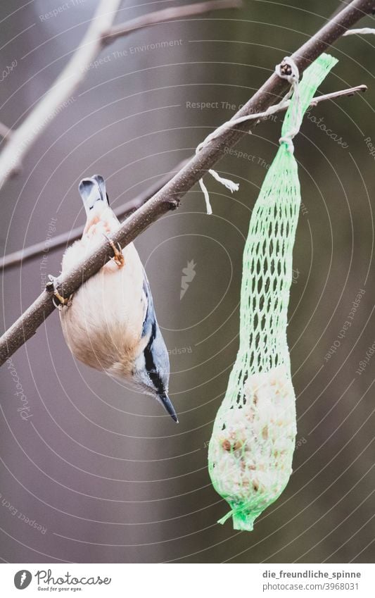 Kleiber am Meisenknödel Vogel fliegen Frühling Ast Tier Außenaufnahme Natur Feder Garten klein Nahaufnahme Winter Schnabel wild schön Tierwelt Singvogel