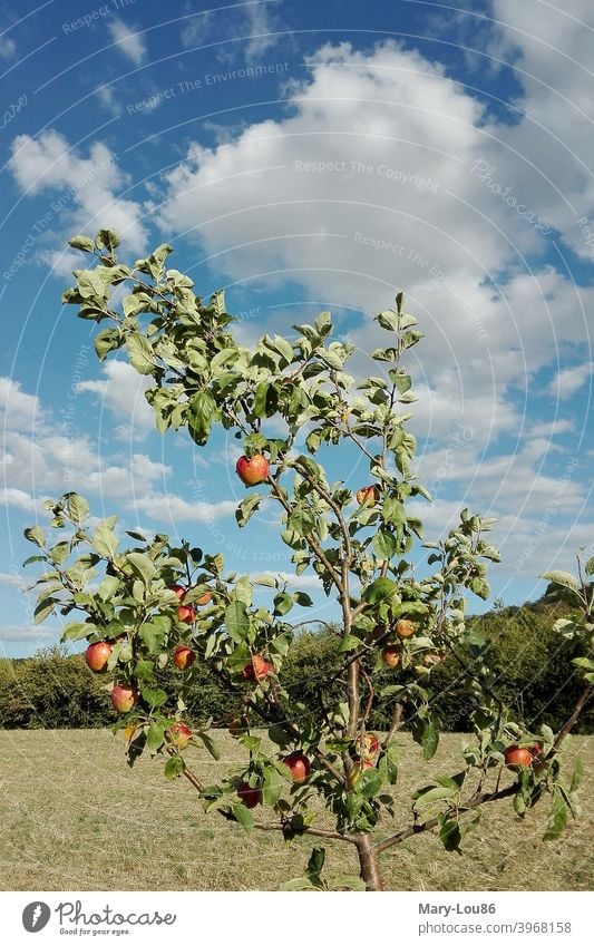 Apfelbaum vor blauem Himmel Äpfel Baum Pflanze Natur Öko Ökologisch Landwirtschaft Rot Grün Blau Wolken Sommer Schönes Wetter Landschaft Ausflug Freizeit Urlaub