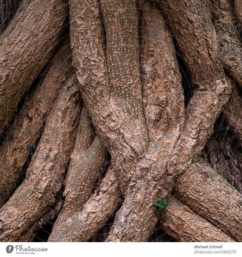 Verschlungener Baumstamm verschlungen aneinander schmiegen nah Natur Außenaufnahme Farbfoto Menschenleer Pflanze Wald