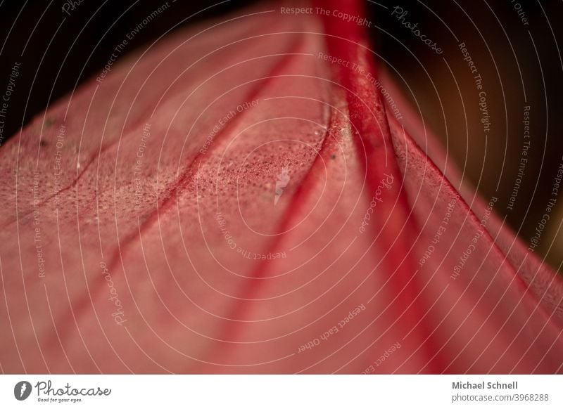 Makroaufnahme eines roten Blattes Blattadern Natur Pflanze Farbfoto Menschenleer Außenaufnahme Nahaufnahme Detailaufnahme herbstlich knallig knallige farben