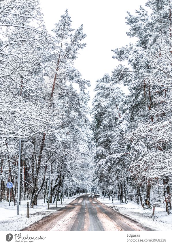 Winterstraße im Wald Forstweg Straße Wald Winter verschneite Straße verschneite Bäume kalt Schnee Landschaft Natur Eis im Freien Saison weiß Tag natürlich