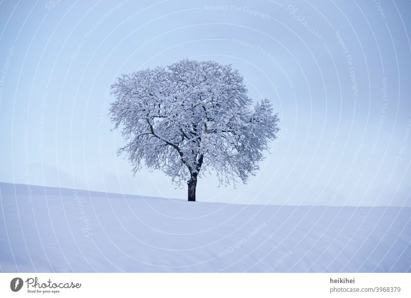 Einzelner, tief verschneiter Baum in der Abenddämmerung Natur Wald grün Landschaft kalt Schneelandschaft Frost Außenaufnahme Eis Schneedecke Winterstimmung