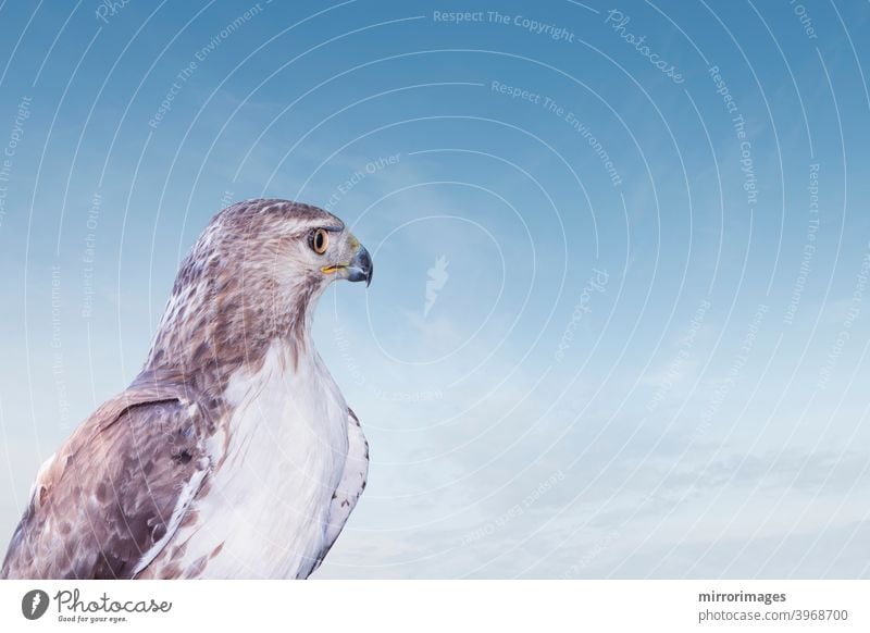 Wilder Raubvogel Rotschwanz Habicht Blick in den blauen Himmel stark Wildtierfotografie Nordamerika Rotschwanzbussard Tier Tiere Vogel Schnabel schön Schönheit