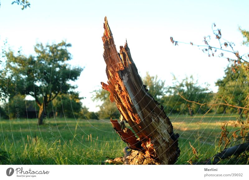 Baumstumpf Wiese Streuobstwiese Natur abgebrochener Ast Blauer Himmel