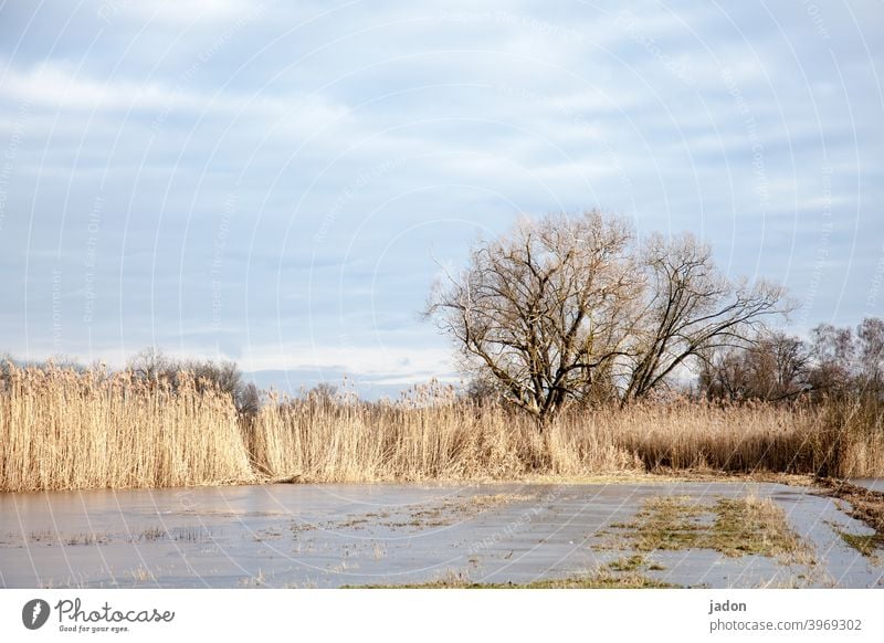 vereiste flachlandschaft. Baum Winter Eisfläche Schilfrohr Frost kalt gefroren Außenaufnahme Menschenleer Wasser Umwelt Tag Natur Farbfoto Seeufer