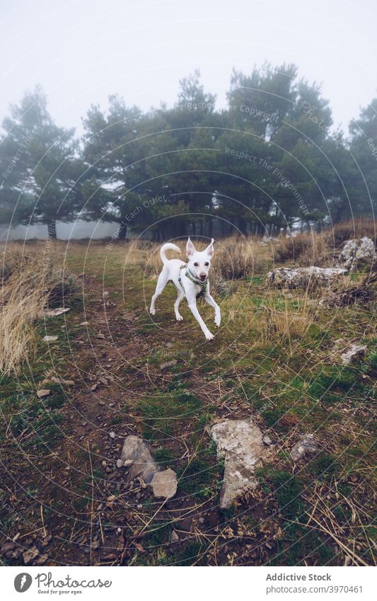 Hund mit Stock im Wald kleben spielen Tier Wälder Spaziergang Nebel spielerisch trist Weg hölzern weiß Waldgebiet Natur hoch Baum Landschaft Eckzahn Haustier