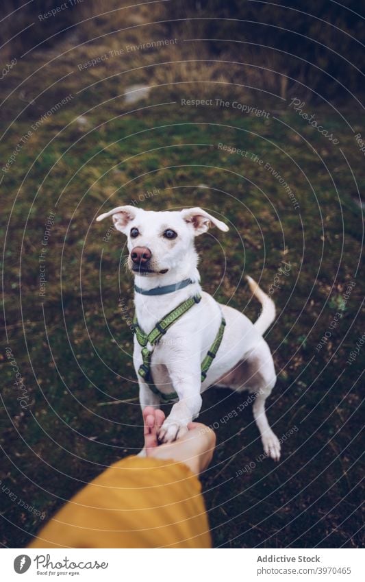 Hund gibt Pfote an Besitzer geben gehorsam loyal freundlich Tier Haustier Natur weiß Fussel schlendern heimisch Zusammensein Eckzahn Begleiter Freund Säugetier