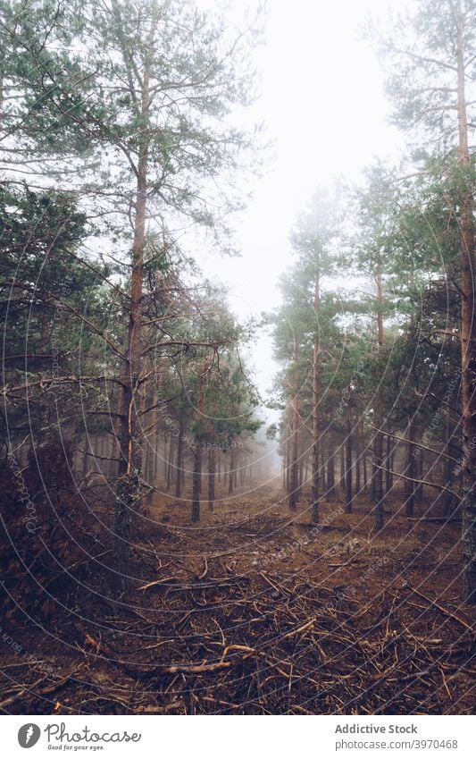 Wald mit Nadelbäumen an einem bewölkten Tag Nebel Landschaft Gasse nadelhaltig Wälder Baum bedeckt trist Immergrün Wetter Umwelt grau Himmel ruhig stumm Natur