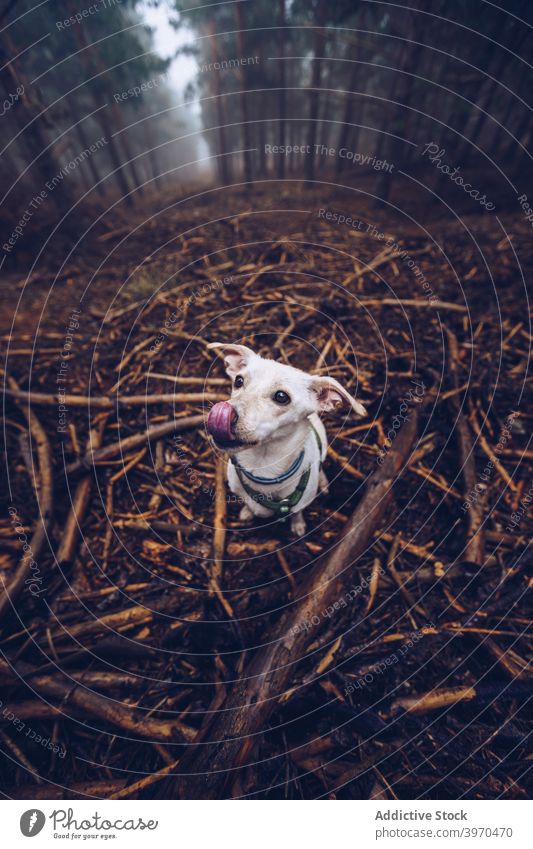 Hund mit Stock im Wald kleben spielen Tier Wälder Spaziergang Nebel spielerisch trist Weg hölzern weiß Waldgebiet Natur hoch Baum Landschaft Eckzahn Haustier