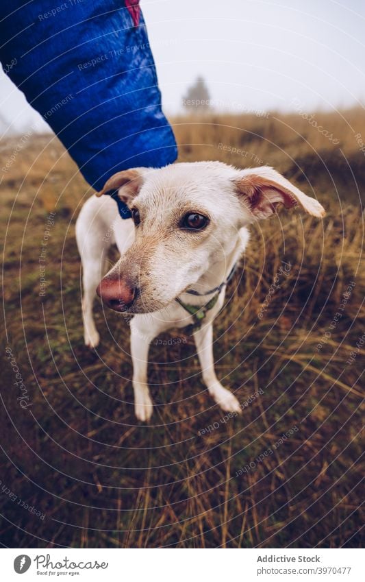 Hund mit abgeschnittenem anonymen Besitzer geben gehorsam loyal freundlich Tier Haustier Natur weiß Fussel schlendern heimisch Zusammensein Eckzahn Begleiter