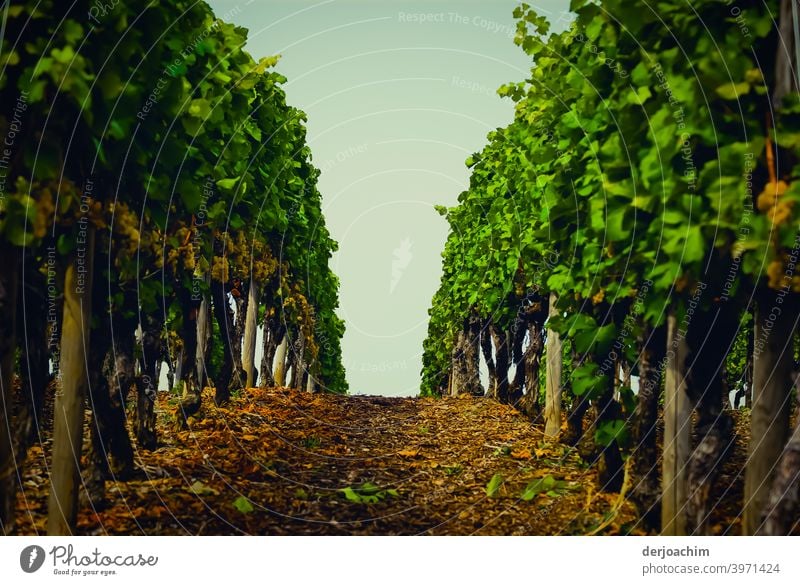 Der Weg zwischen den Weinstöcken  nach oben, zum Himmel. Rebstock Außenaufnahme Landschaft Farbfoto Natur Menschenleer Umwelt Weinberg Sommer Tag grün Pflanze