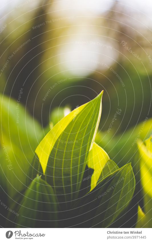 Die ersten grünen Triebe der Hosta / Funkie leuchten im Sonnenlicht. Frühling Frühjahr April Natur Naturerwachen Wachstum Pflanze Garten Außenaufnahme Bokeh