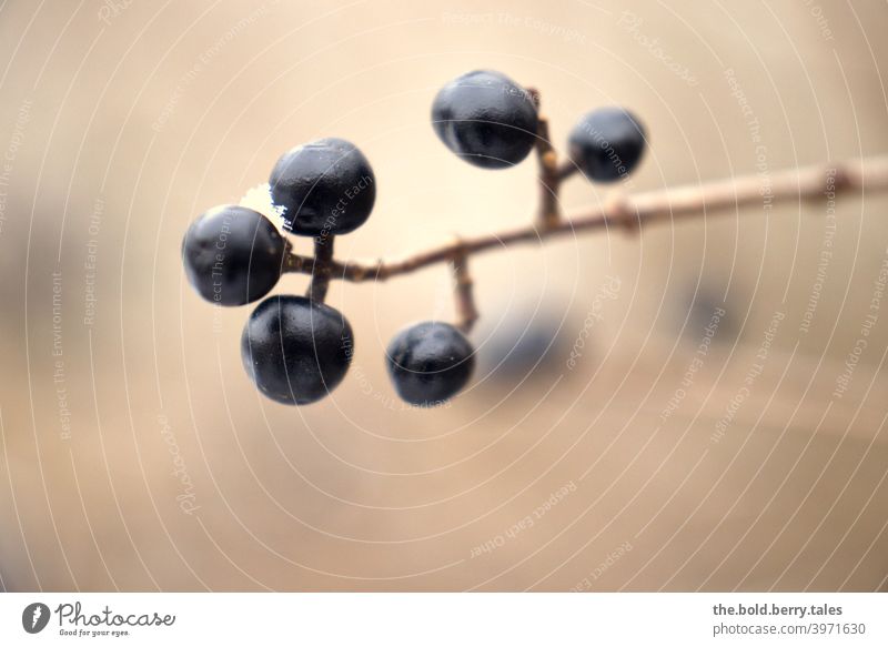 Beeren vor neutralem Hintergrund geringe Tiefenschärfe Farbfoto Außenaufnahme Natur Pflanze Schwache Tiefenschärfe Menschenleer Nahaufnahme Tag Detailaufnahme