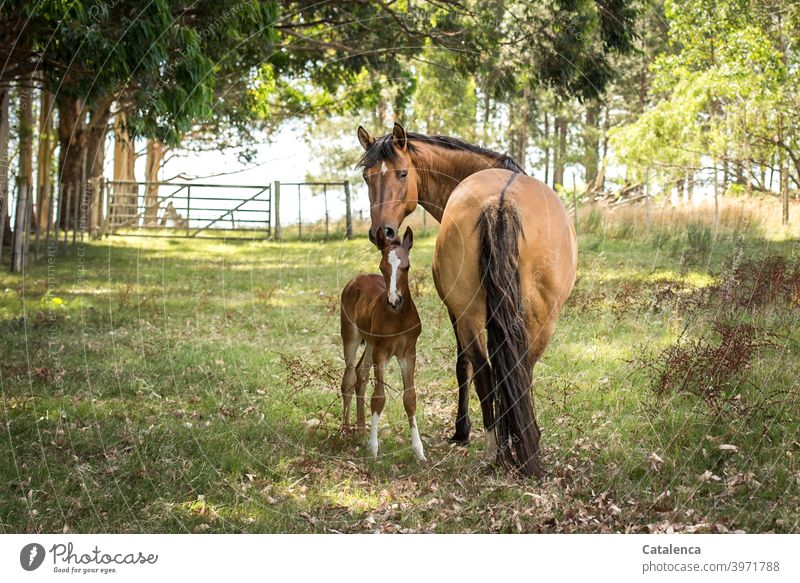 Pferdemutter und Tochter schauen in die Kamera an einem schönen Sommertag Natur Flora Fauna Landschaft Tiet Nutztier Stute Fohlen stehen Gras Wiese Bäume