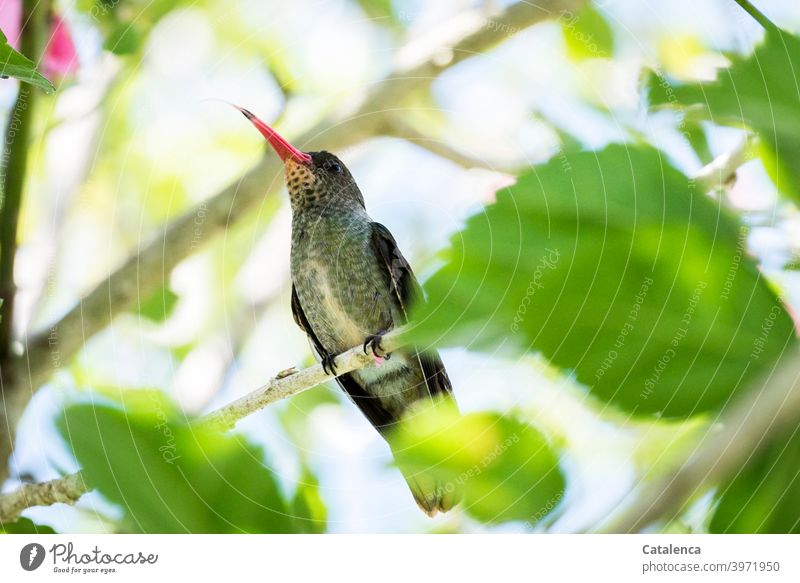 Ein kleiner Kolibri aus der Froschperspektive Pflanze scheu Blume Sommer Tageslicht Ast Sitzen Blüte Nektar Vogel Fauna Flora Natur Zweig Blatt grün.Rosa Gelb