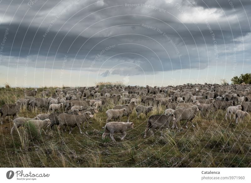 Schafherde läuft durchs hohe Gras  der Prärie, Wolken stehen am Himmel schlechtes Wetter Landwirtschaft Wolle Natur Landschaft Wiese Tiere Nutztiere Schafe