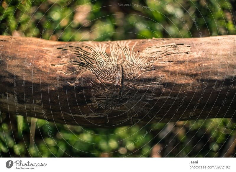 Ein Kunstwerk der Natur | Feine Struktur von Fraßgängen in einem abgestorbenen Baumstamm | abgestorben Strukturen & Formen Fressgänge abstrakt Muster Holz Wald