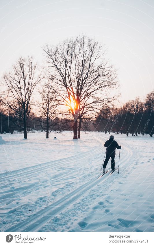 Ski-Langlauf in Berlin im Britzer Garten Naturerlebnis Ferien & Urlaub & Reisen Lebensfreude Landschaft Tourismus Licht Kontrast Schatten Sonnenstrahlen