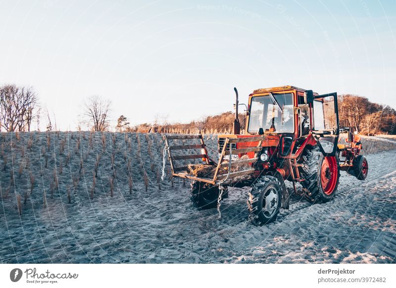 Dünenschutz auf Usedom im Winter II Weitwinkel Panorama (Aussicht) Zentralperspektive Totale Starke Tiefenschärfe Lichterscheinung Kontrast Schatten