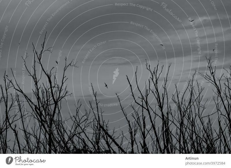 Silhouette toten Baum und Vögel fliegen auf dunklen dramatischen grauen Himmel und Wolken Hintergrund für Tod und Frieden. Halloween Tag Hintergrund. Verzweiflung und hoffnungsloses Konzept. Leafless Zweige der toten Baum.