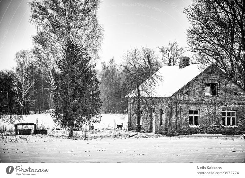 nicht ganz verlassene Immobilie mit schönem altem Backsteinhaus, altem Brunnen und zwei niedlichen Bewohnern / zwei Rehe auf linkem Grundstückshof auf Futtersuche im Januar in Lettland / Platz für ein neues Leben