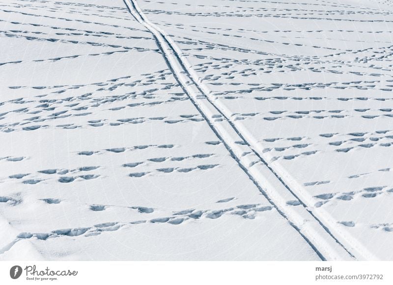 Wildwechsel kreuzt sich mit Skispuren. Wildspuren parallel Schneelandschaft durcheinander kreuzen einzigartig betriebsamkeit Skifahren unruhig Wintertag