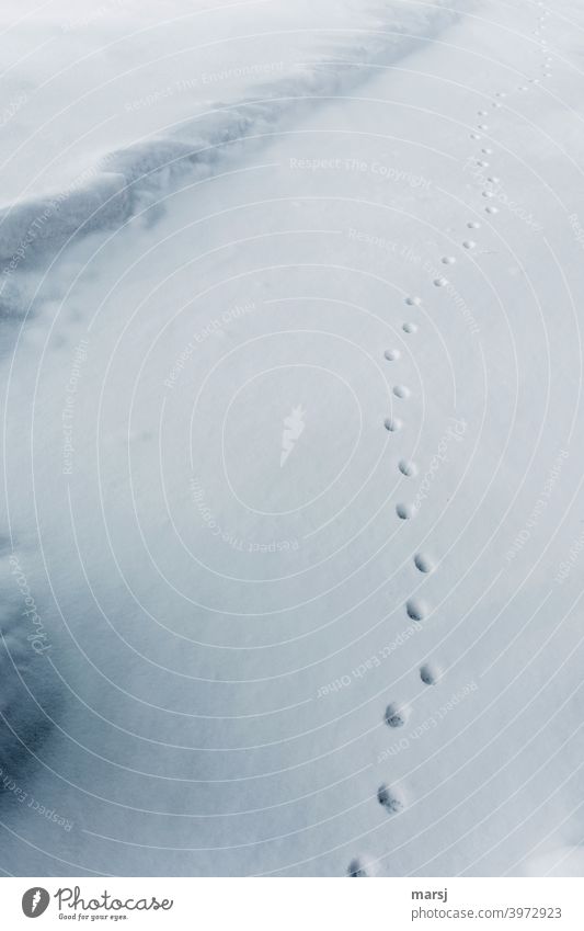 Wenn auch Katzen nicht mehr den direktesten Weg nehmen. Schnee Tierspur Katzenspuren wellenförmig Winter weiß kalt Spuren Wege & Pfade Pfotenabdrücke Schneespur