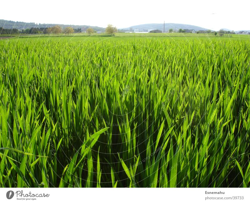 Grasblick Wiese grün Ferne nah Halm schwarz Sommer Frühling Strukturen & Formen Feld Rasen Himmel Natur Wind wehen blau Wege & Pfade Blick Landschaft