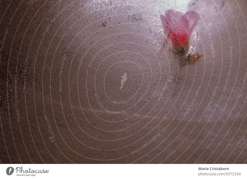 Nahaufnahme von Blumen, die im tauenden Eis gefangen sind, während des frühen Frühlings Blumen im Eis Frühlingsthema tauendes Eis Saisonwechsel Klima frieren