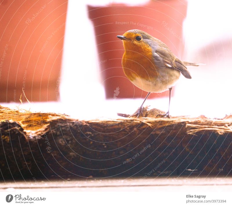 Rotkehlchen -Portrait im Hintergrund Tarakotta Blumentöpfe Vogel Außenaufnahme Menschenleer Tierporträt niedlich Tag orange Umwelt klein Ganzkörperaufnahme