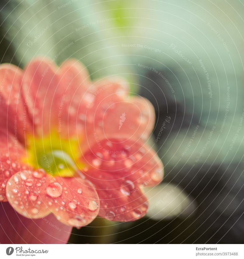 taufrisch Tau Primel Blume Frühling Frühlingsbote Frühlingsblume Wasser Wassertropfen Blüte Pflanze Nahaufnahme Natur rot Blütenblatt Blühend Frühlingsgefühle