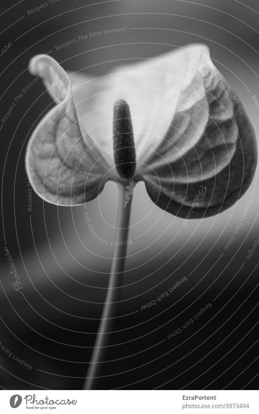 farblose Flamingoblume Anthurium flamingoblume schwarz weiß s/w b/w Blume Pflanze Schwarzweißfoto dunkel ruhig Blüte stiel Natur tropisch Tropen