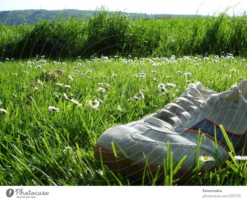 Schuhige Landschaft Schuhe Turnschuh Gras Blume Gänseblümchen Wiese Feld Vogel Vogelperspektive fehlen Einsamkeit grün grau weiß gelb Schnur Bekleidung Baum