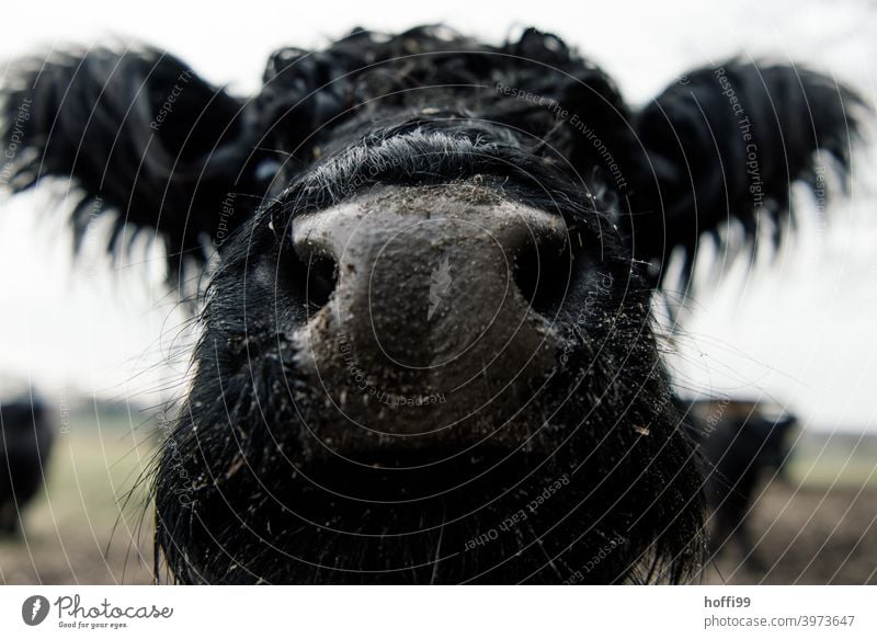 nah dran am Galloway Rind Nase Mund Schnauze Kuh Speichel dunkel Sabber Auge Fressen Erzeuger Bioprodukte Gras Säugetier Milch biologisch Kuhherde Wiederkäuer