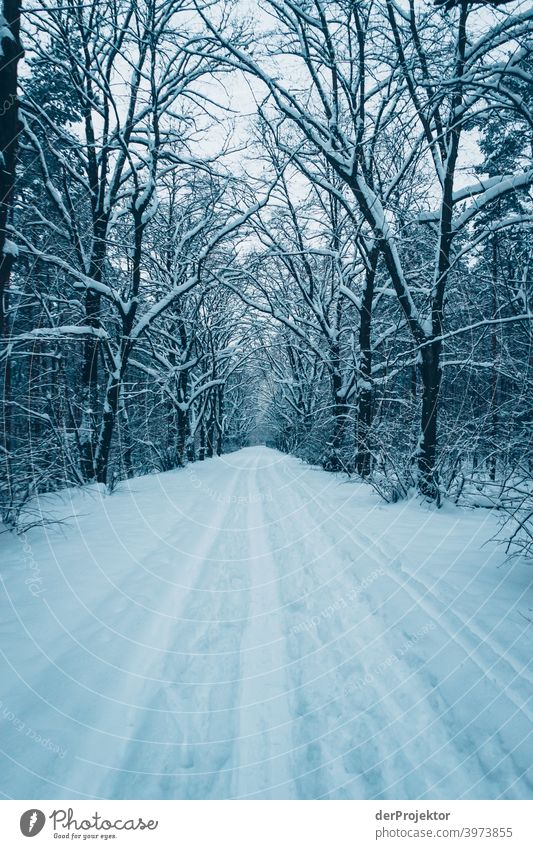 Winter am Wannsee: Weg zum Wannseebad Winterstimmung Winterurlaub ästhetisch Schnee außergewöhnlich Textfreiraum Mitte Sonnenlicht Textfreiraum unten