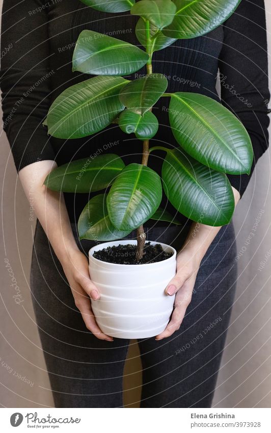 Das Mädchen hält in ihren Händen einen weißen Topf mit einer Ficus-Blume. Dekorative Pflanze für Zuhause. Ficus elastica Pflanze, Gummibaum. Ficus-Baum