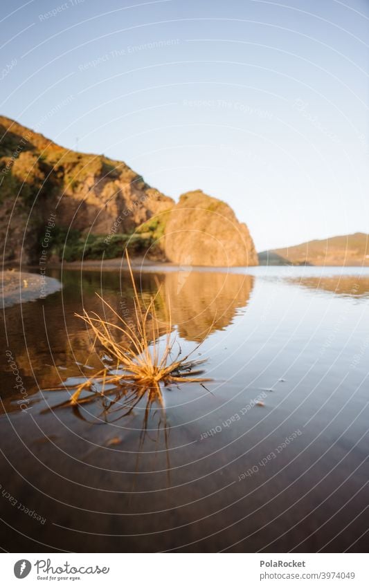 #AS# Strandigel Wasser Meer Igel Stachel Natur Außenaufnahme stachelig Küste Felsen liegen Stillleben Pflanze Gestrüpp