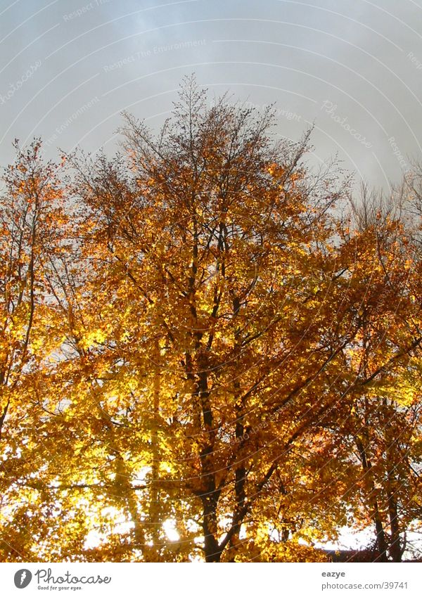 Herbstsonne Baum Abendsonne Blatt Himmel Beleuchtung