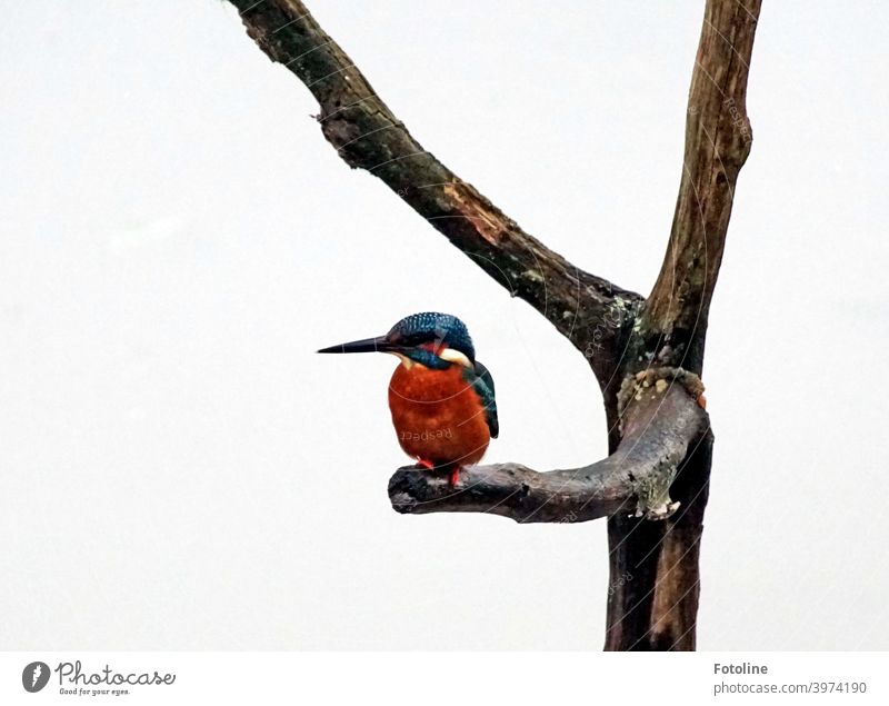 Guten Appetit! Der Eisvogel hat im Schneegestöber einen Fisch gefangen und lässt ihn sich gleich schmecken. Eisvögel Vogel Tier Außenaufnahme Farbfoto Wildtier