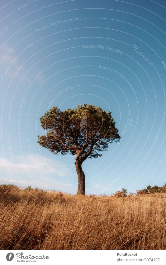 #AS# Single? Solitär Schönheit Baum Grünpflanze Tag Landschaft natürlich grün Gras Außenaufnahme Menschenleer Natur Wildpflanze Baumstamm Baumkrone