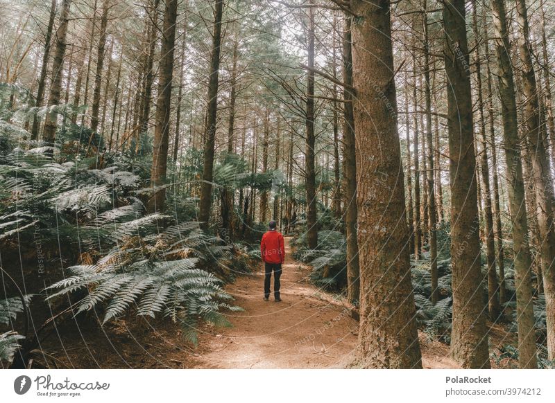 #AS# Wo ist T-rex? jungel Wald Farn Farnblatt Natur grün Pflanze Farbfoto Blatt Umwelt Wildpflanze Nahaufnahme Außenaufnahme Bäume rot abenteuer Abenteurer