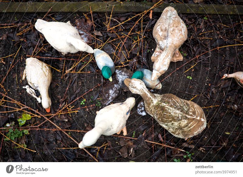 Dekoenten aus der Vogelperspektive erholung ferien garten gras kalt kleingarten kleingartenkolonie menschenleer natur neuschnee pflanze rasen ruhe